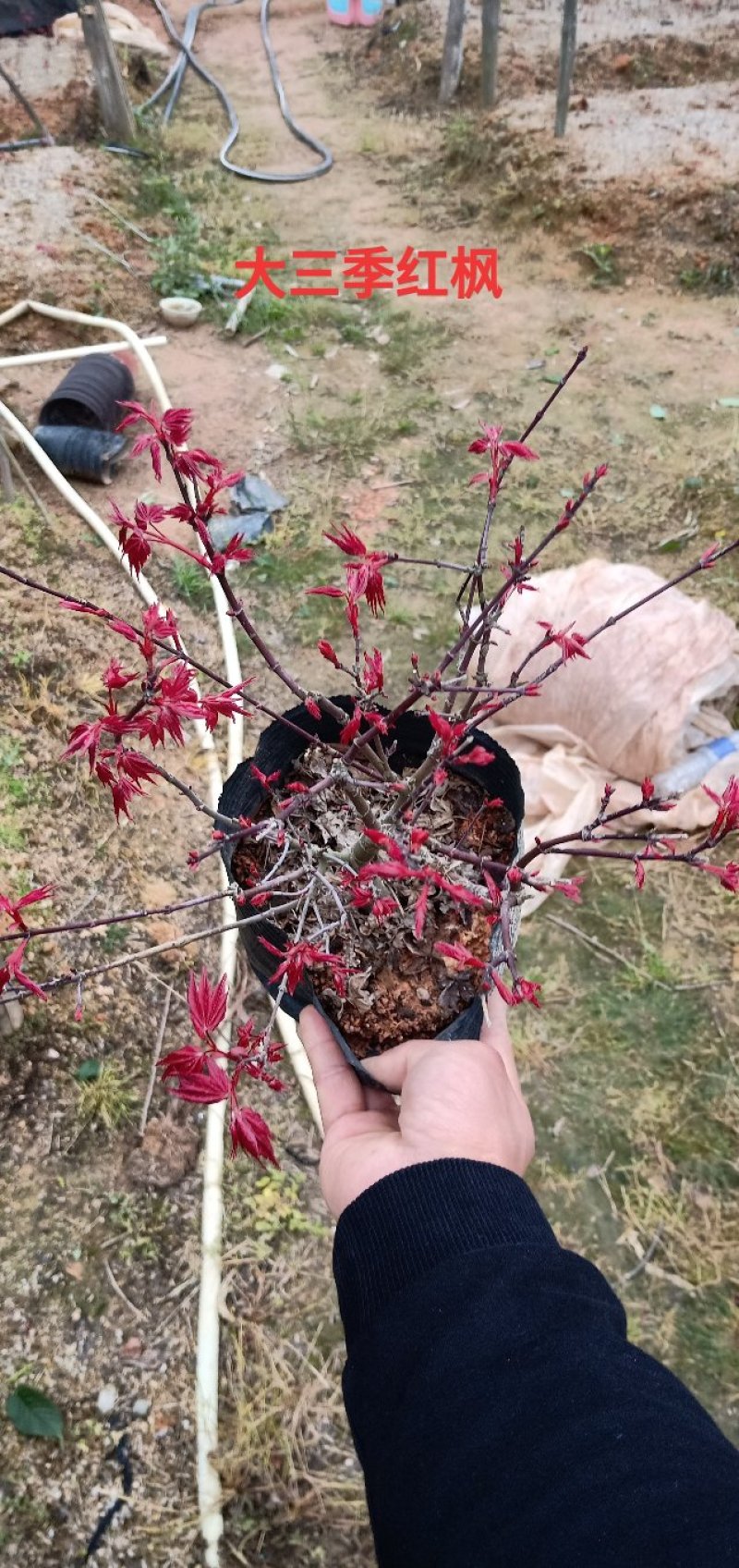 基地直销批发三季红枫小盆栽