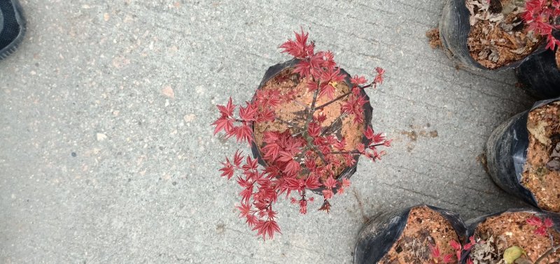 基地直销批发三季红枫小盆栽