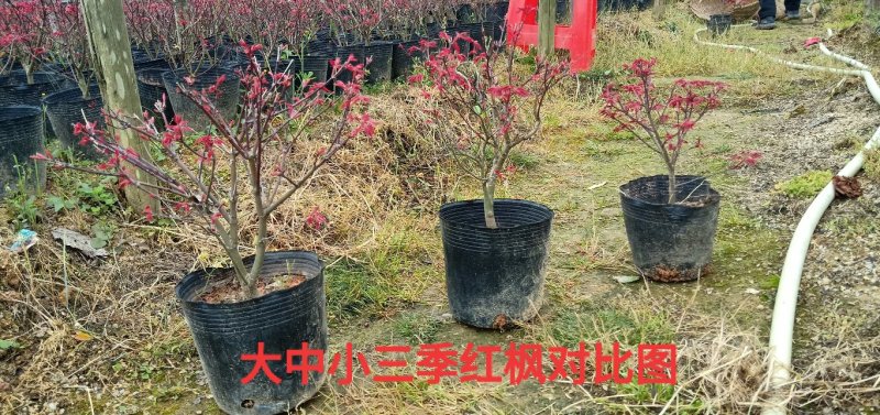 基地直销批发三季红枫小盆栽
