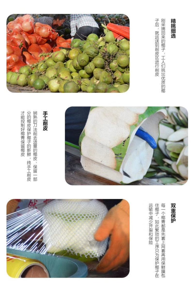 海南文昌椰子厂家直供