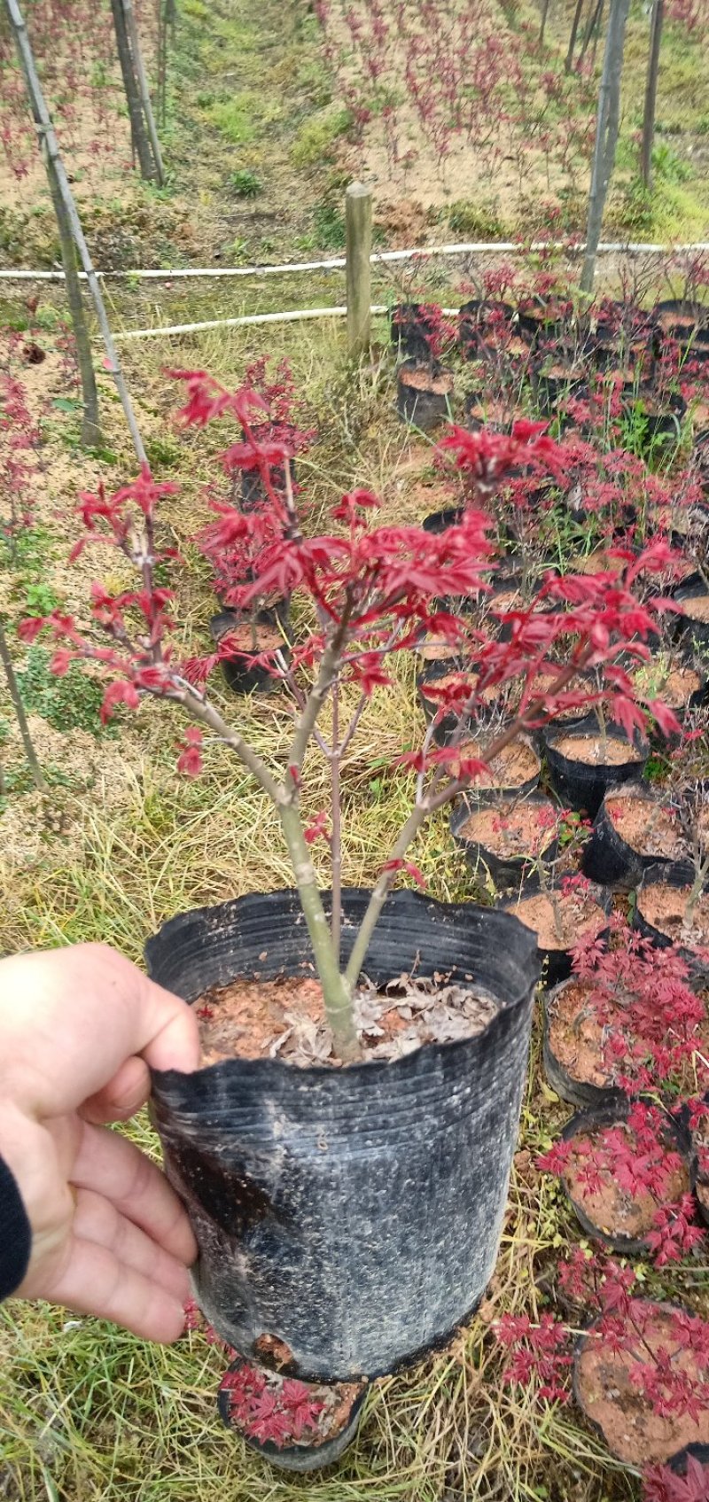 基地直销批发三季红枫小盆栽