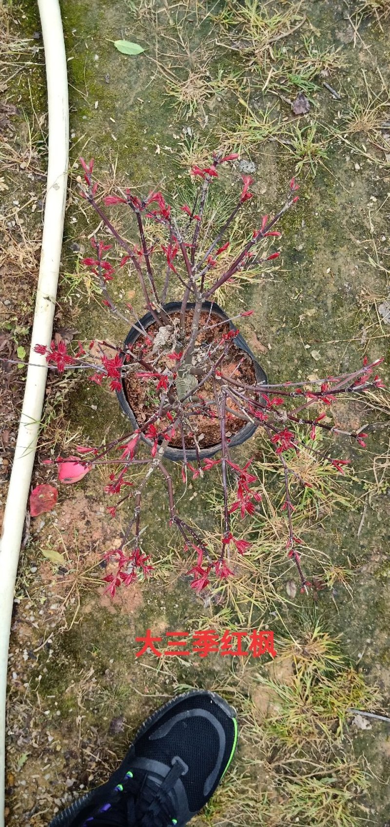 基地直销批发三季红枫小盆栽