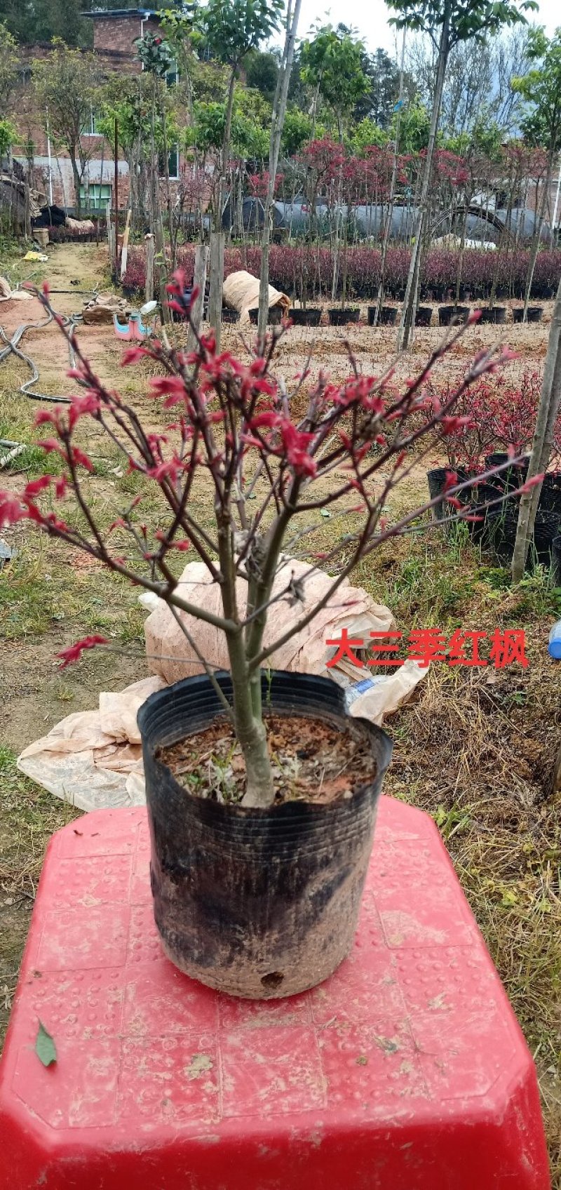 基地直销批发三季红枫小盆栽