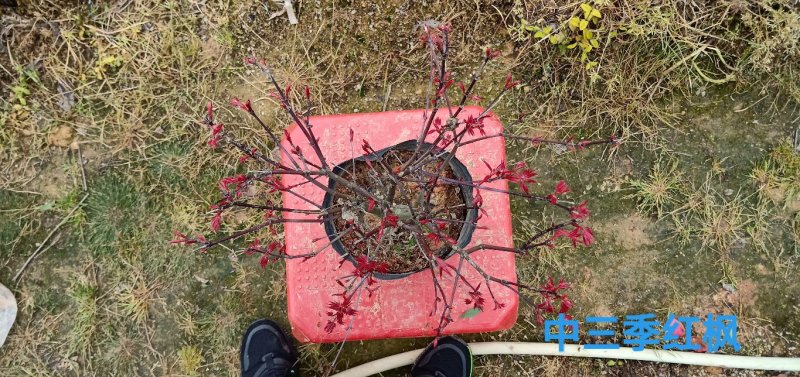 基地直销批发三季红枫小盆栽