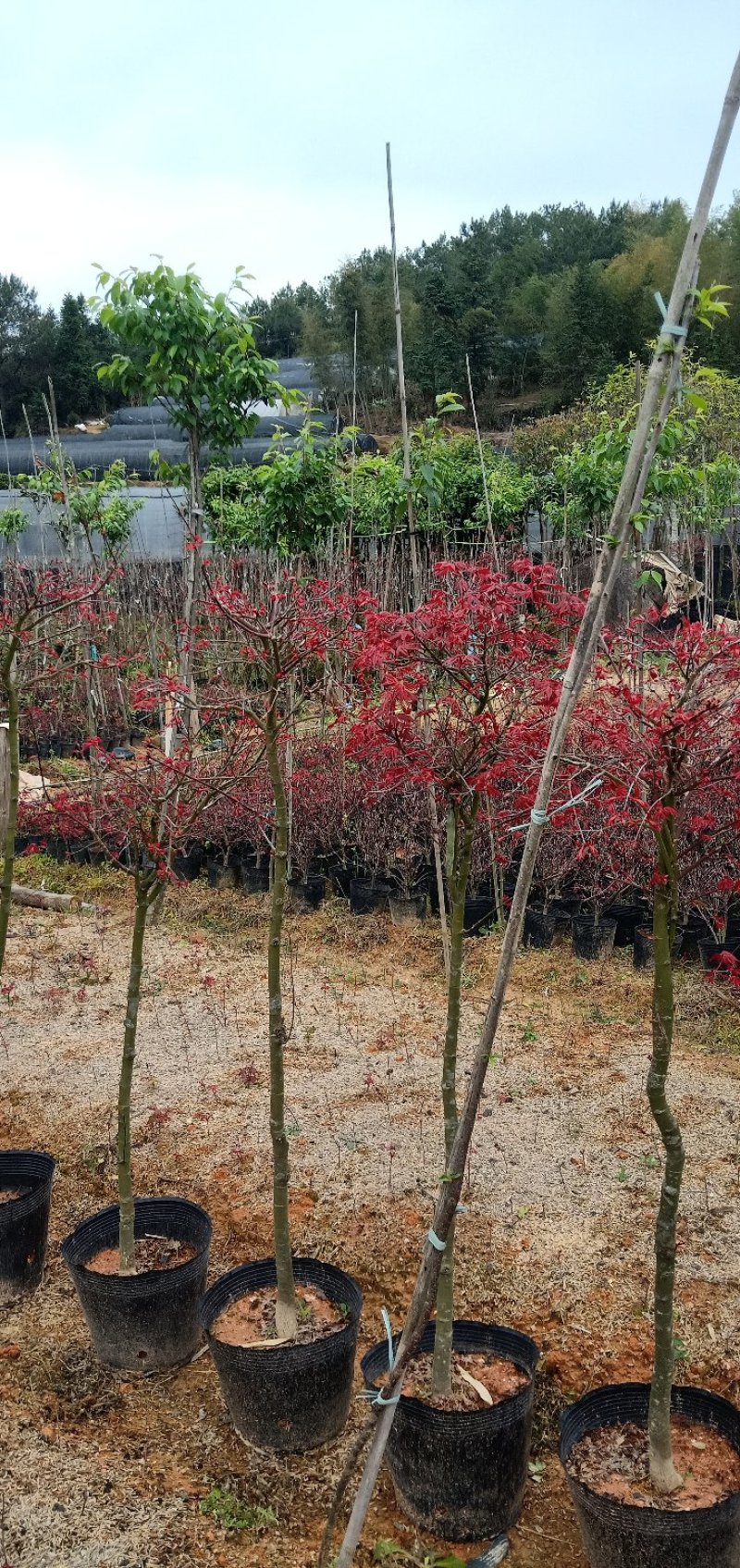 基地直销批发三季红枫小盆栽