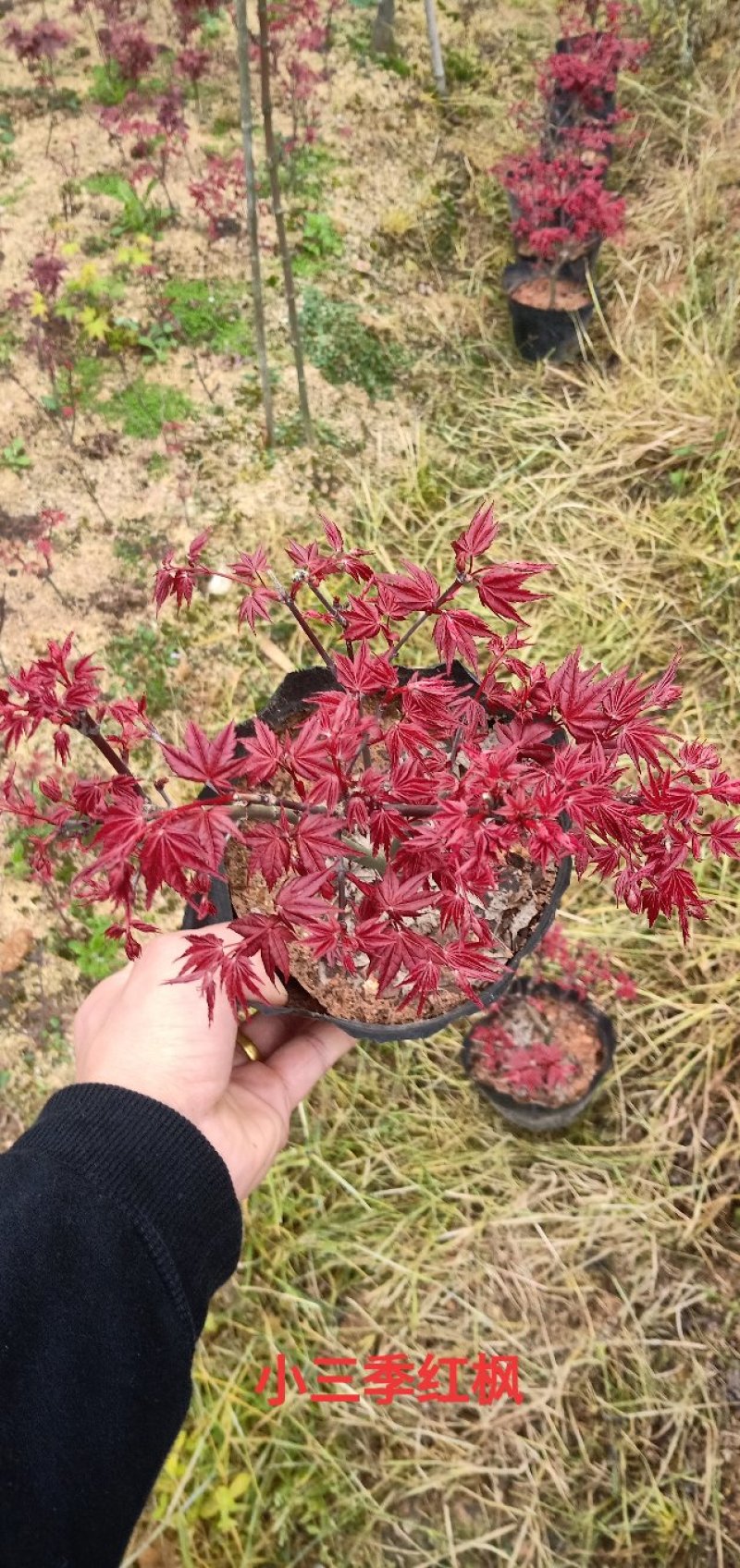 基地直销批发三季红枫小盆栽