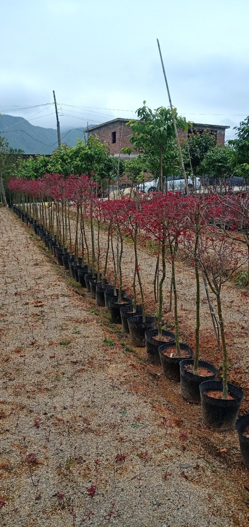 基地直销批发三季红枫小盆栽