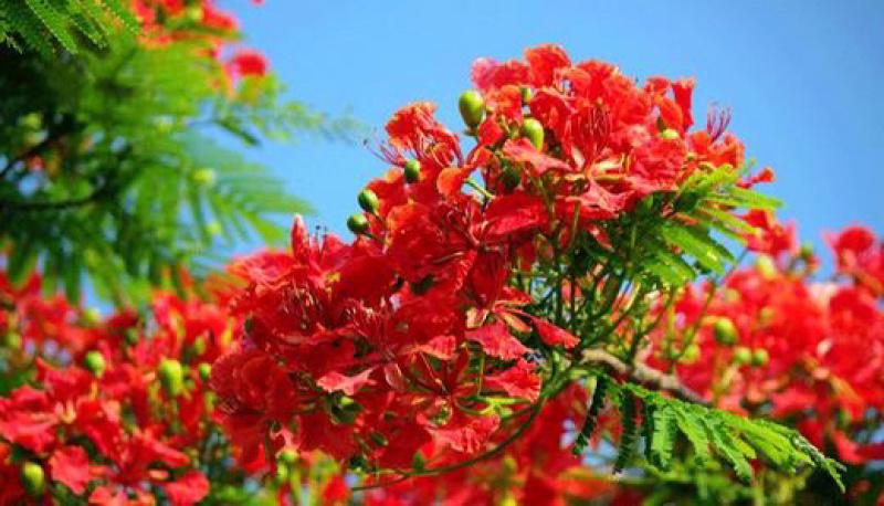 凤凰木，红花楹，量大从优，详情请联系客服