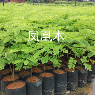 凤凰木，红花楹，量大从优，详情请联系客服