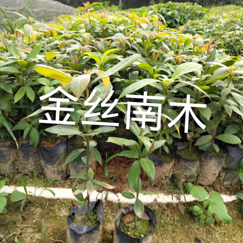 小叶金丝楠木，量大从优，详情请联系客服。