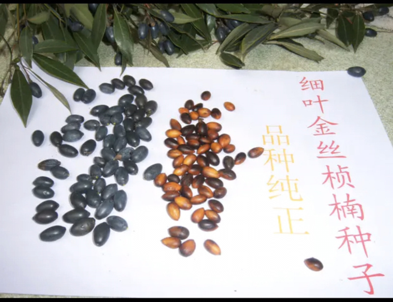 小叶金丝楠木，量大从优，详情请联系客服。
