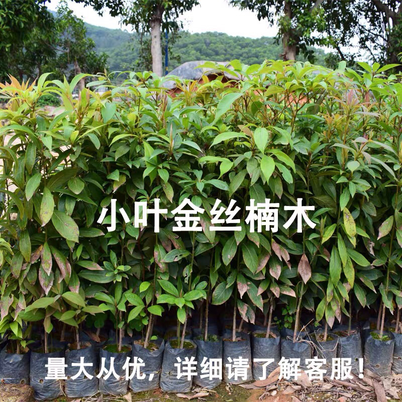 小叶金丝楠木，量大从优，详情请联系客服。