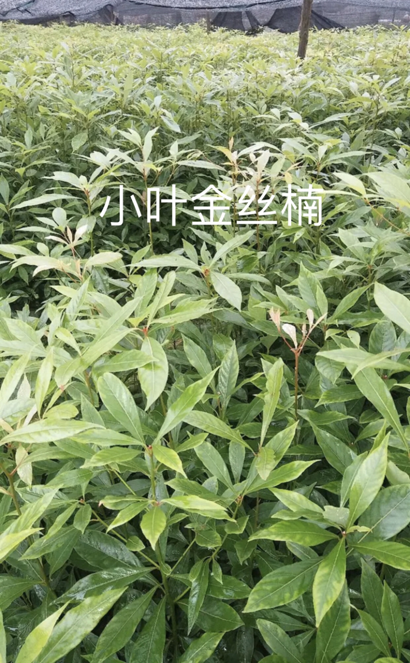 小叶金丝楠木，量大从优，详情请联系客服。