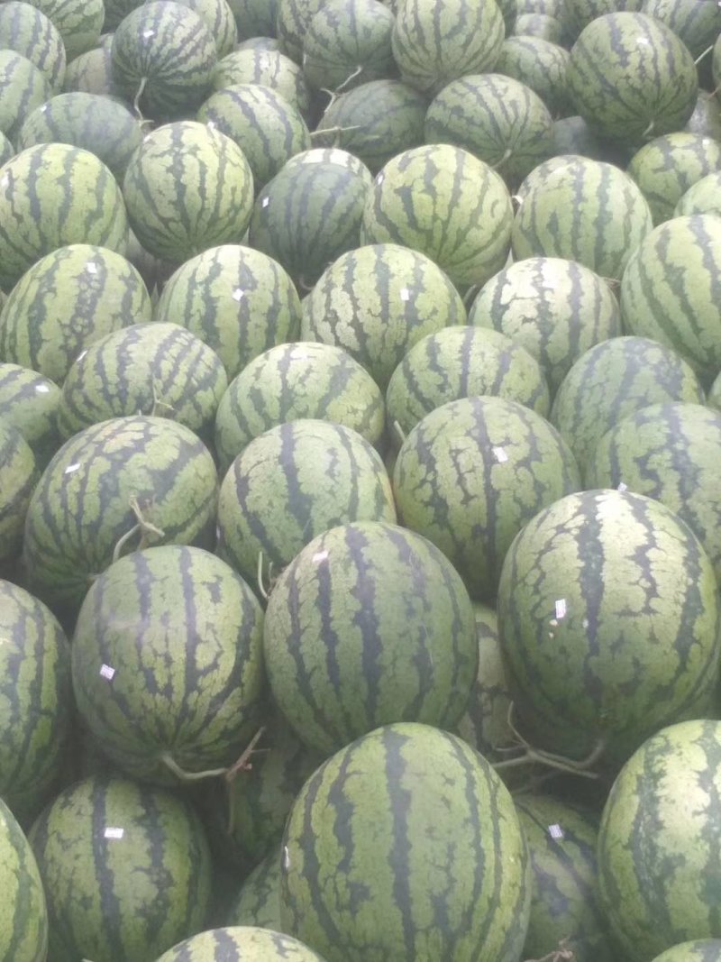 精品甜盈江王西瓜产地供货