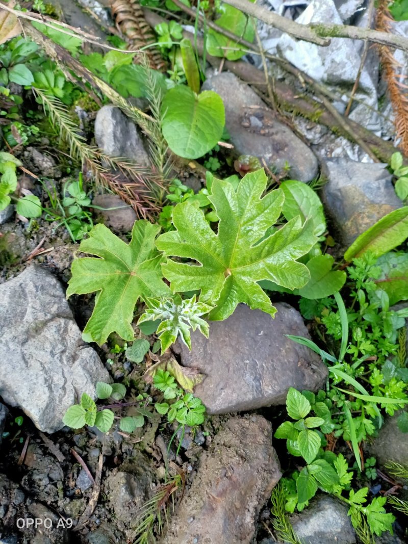通草