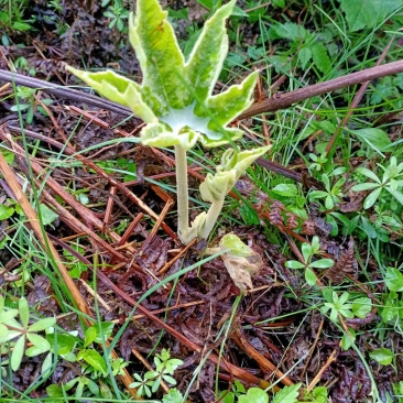 通草