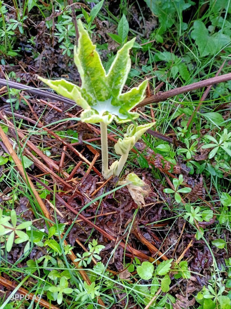 通草