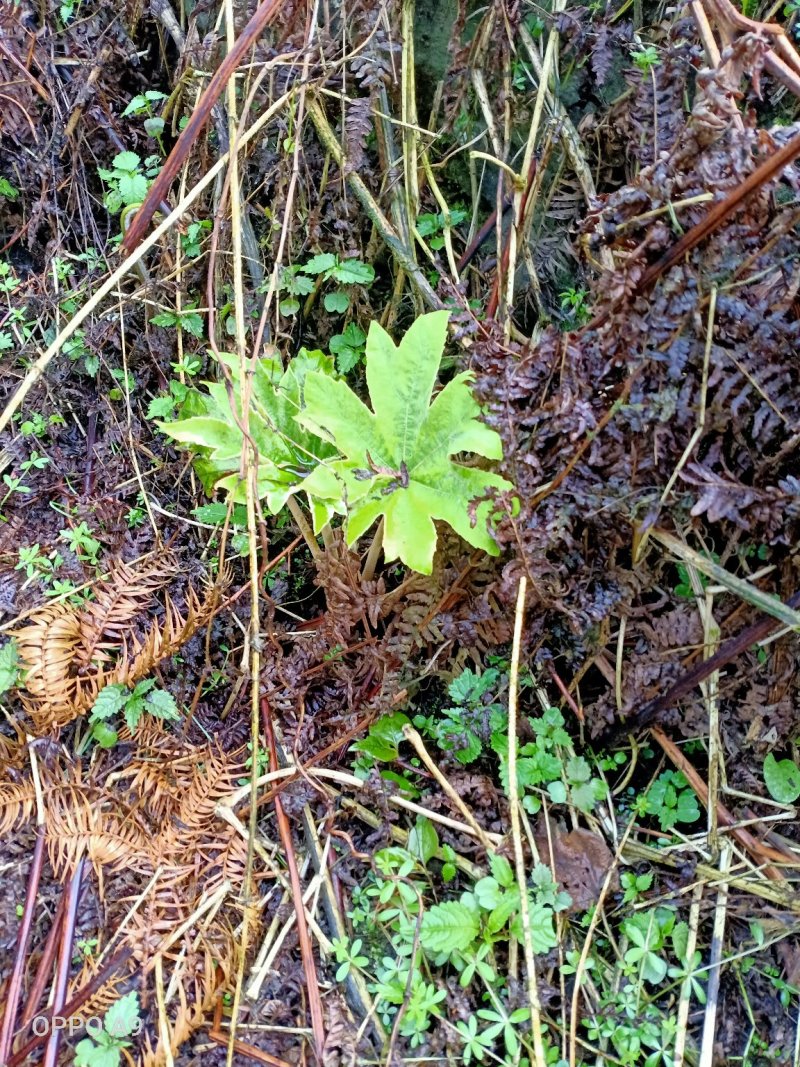 通草