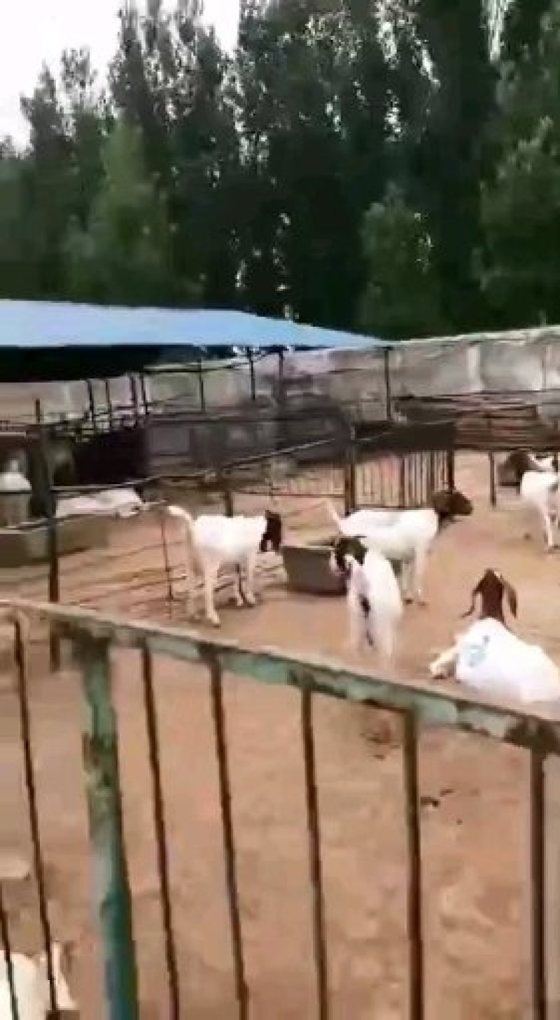 波尔山羊，波尔山羊羊羔，羊羔价格，肉羊，波尔山羊价格