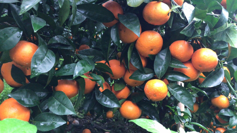 沃柑