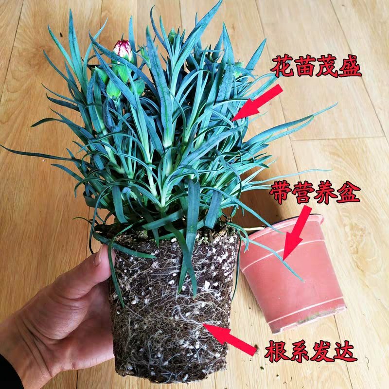康乃馨盆栽带花苞室内阳台好养的花卉观花植物四季开花不断