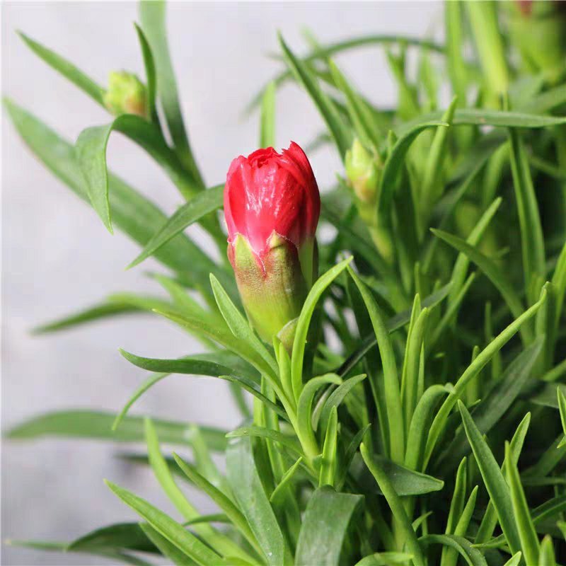 康乃馨盆栽带花苞室内阳台好养的花卉观花植物四季开花不断