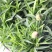 康乃馨盆栽带花苞室内阳台好养的花卉观花植物四季开花不断