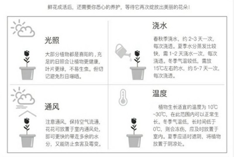 康乃馨盆栽带花苞室内阳台好养的花卉观花植物四季开花不断