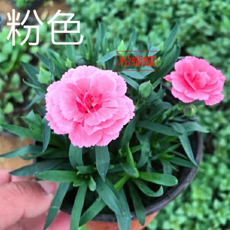 康乃馨盆栽带花苞室内阳台好养的花卉观花植物四季开花不断