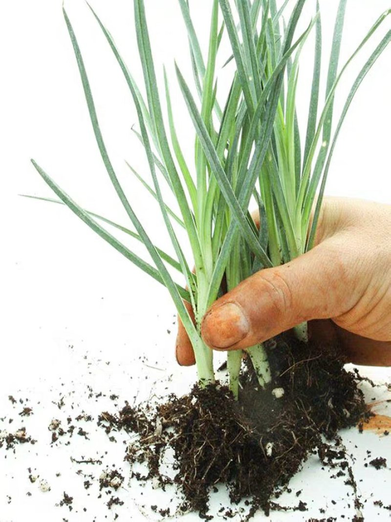 康乃馨盆栽带花苞室内阳台好养的花卉观花植物四季开花不断