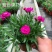 康乃馨盆栽带花苞室内阳台好养的花卉观花植物四季开花不断