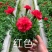 康乃馨盆栽带花苞室内阳台好养的花卉观花植物四季开花不断