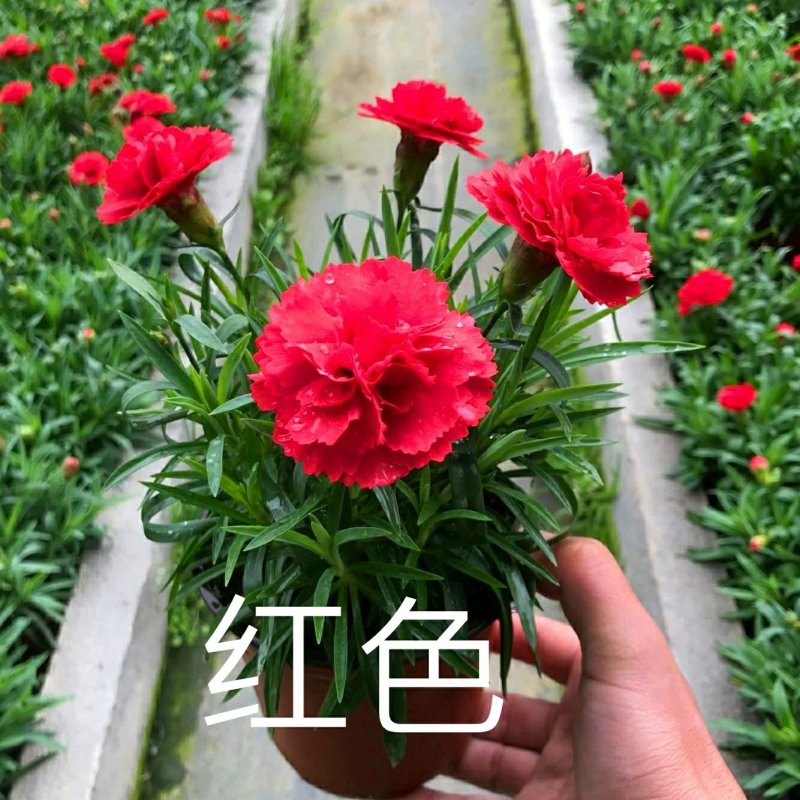 康乃馨盆栽带花苞室内阳台好养的花卉观花植物四季开花不断