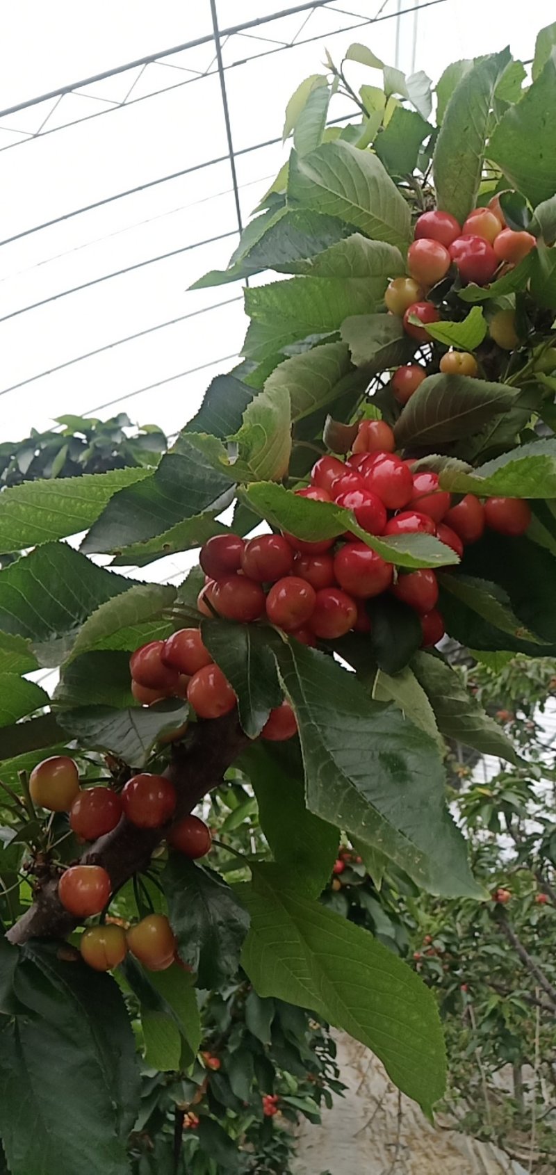 大樱桃红灯