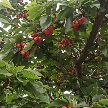 大樱桃红灯