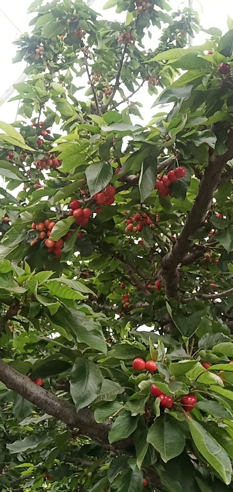 大樱桃红灯