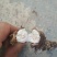 石菖蒲