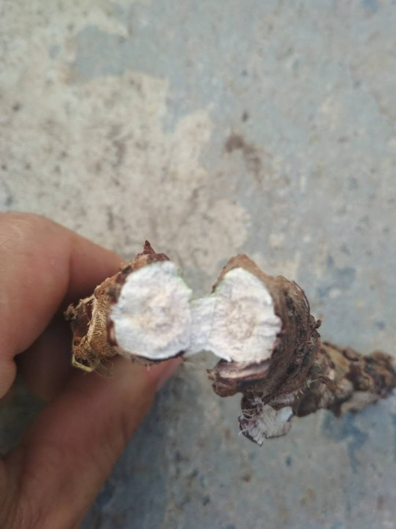 石菖蒲