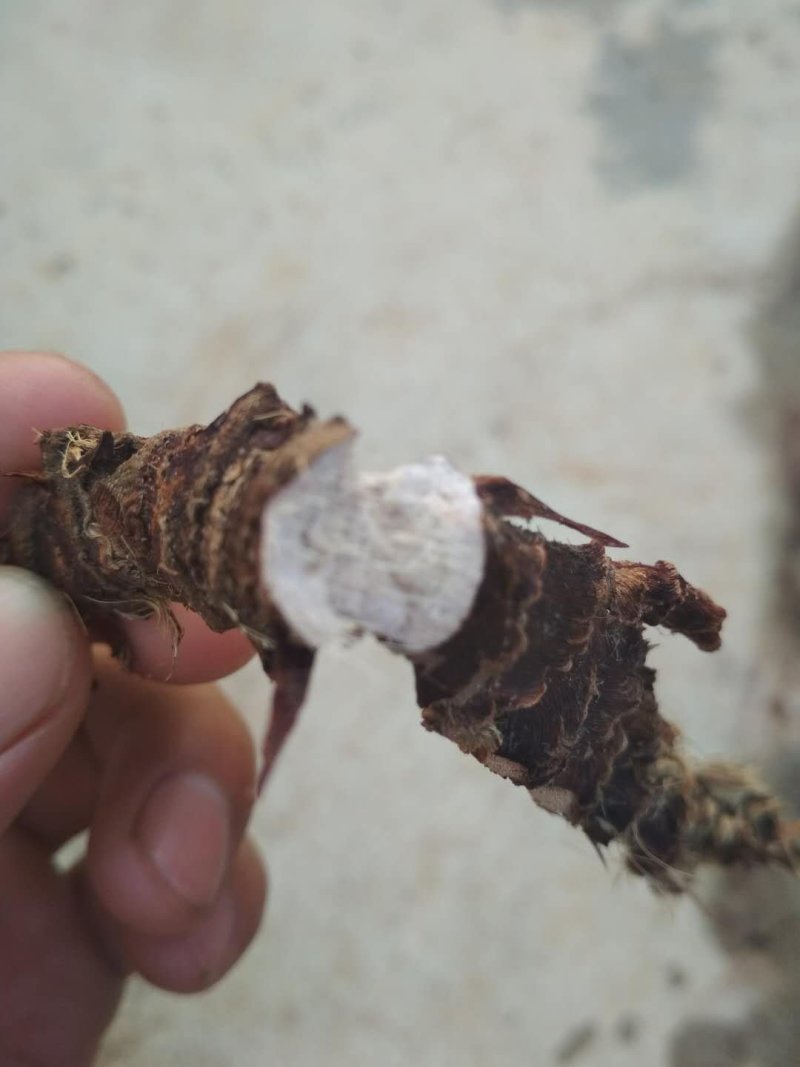 石菖蒲