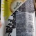 食用向日葵向日葵种子产量高好成活