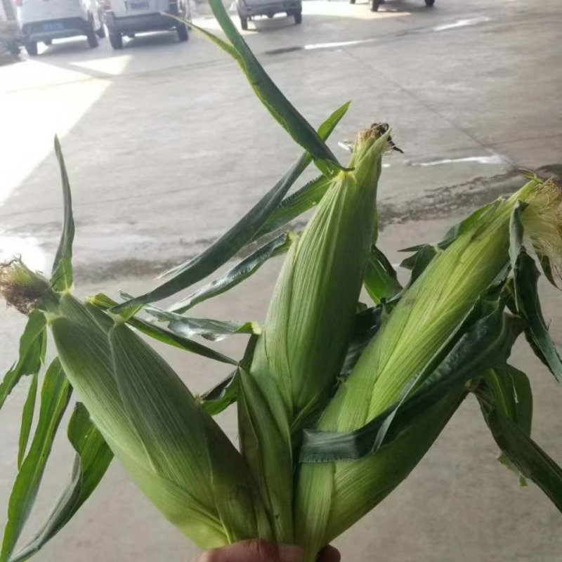 玉米双色