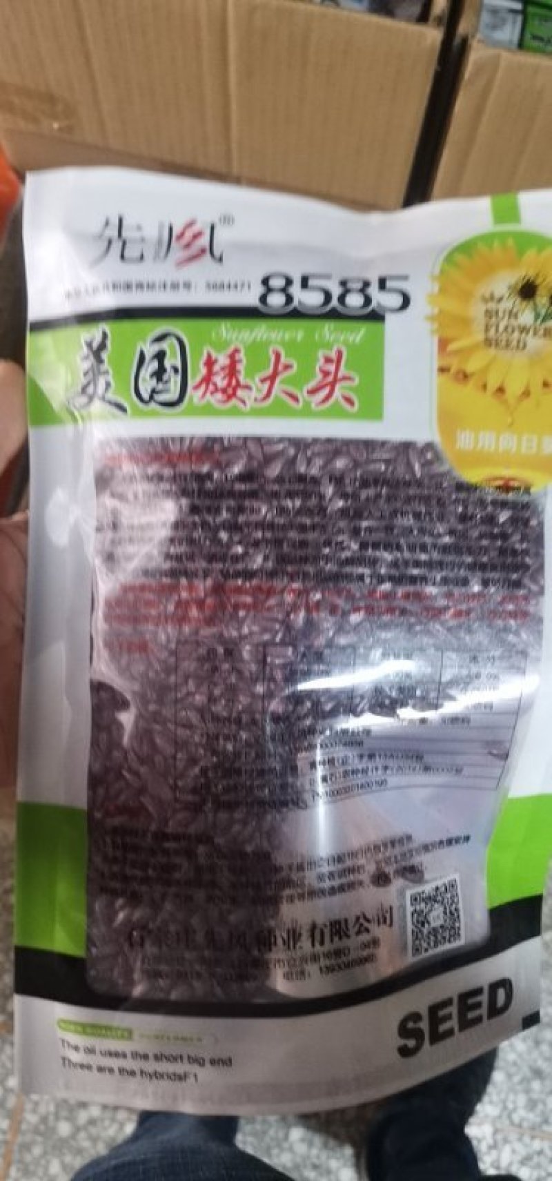 油葵种子向日葵种子出油率高矮大头高产