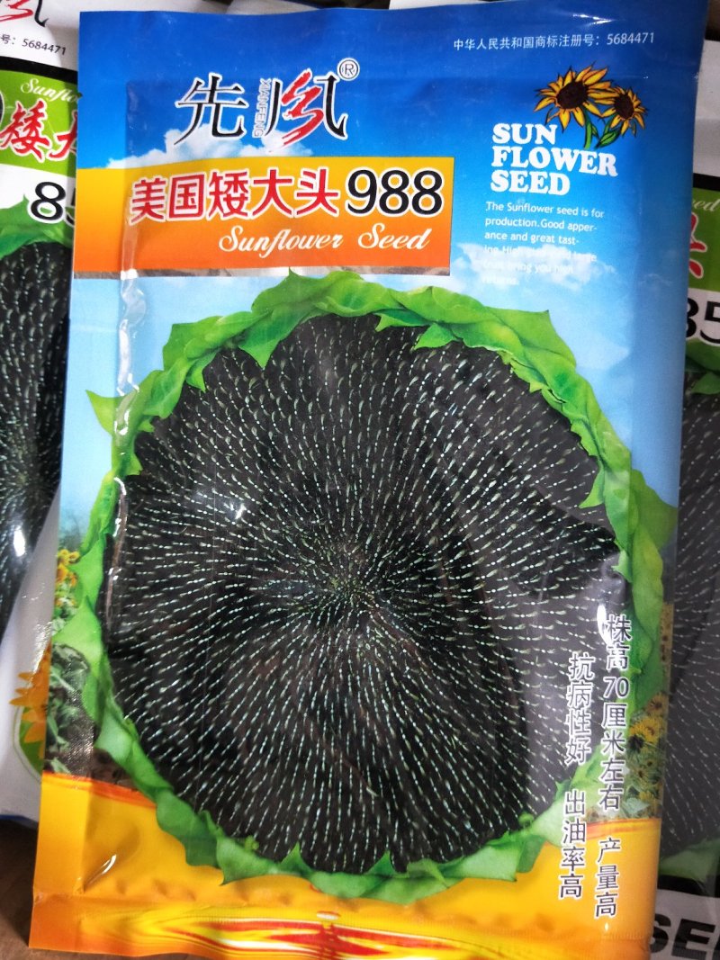 油葵种子向日葵种子出油率高矮大头高产