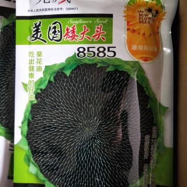 油葵种子向日葵种子出油率高矮大头高产
