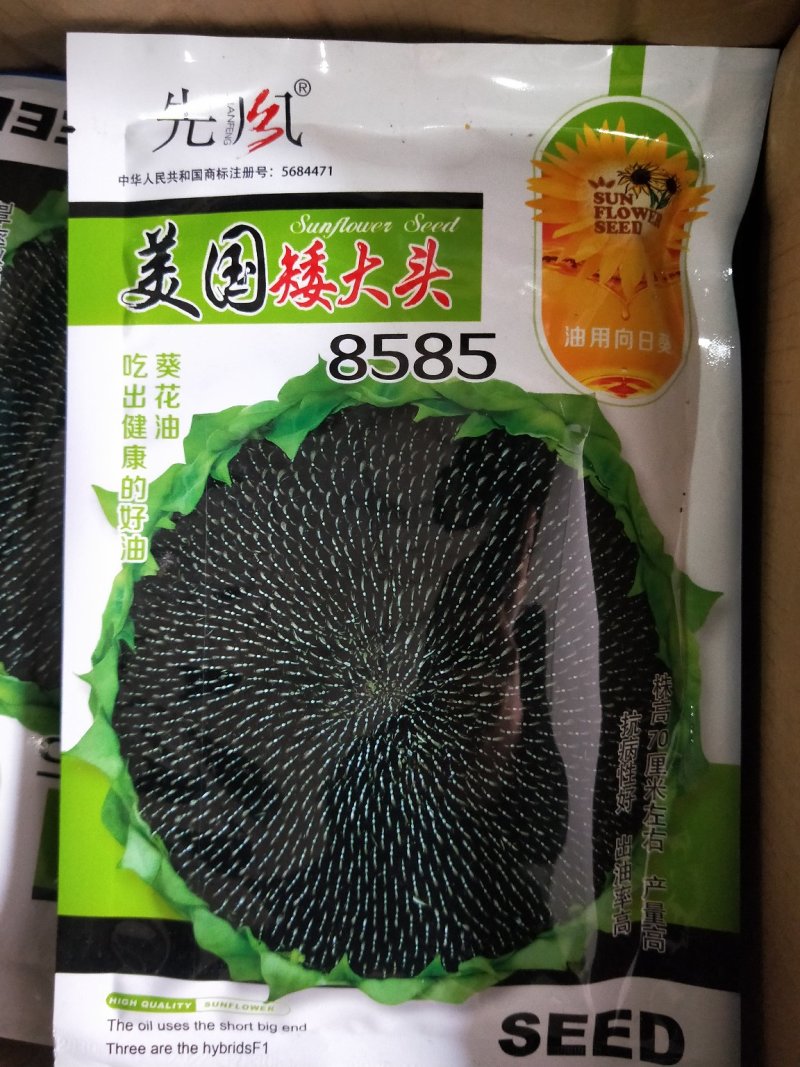 油葵种子向日葵种子出油率高矮大头高产