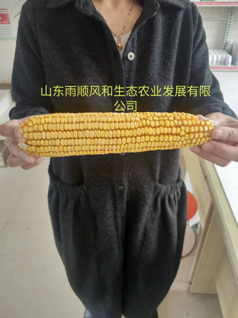 春播2600斤亩产，高抗锈病倒伏高产玉米种，东单705