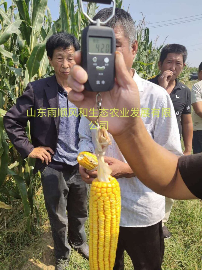 春播2600斤亩产，高抗锈病倒伏高产玉米种，东单705