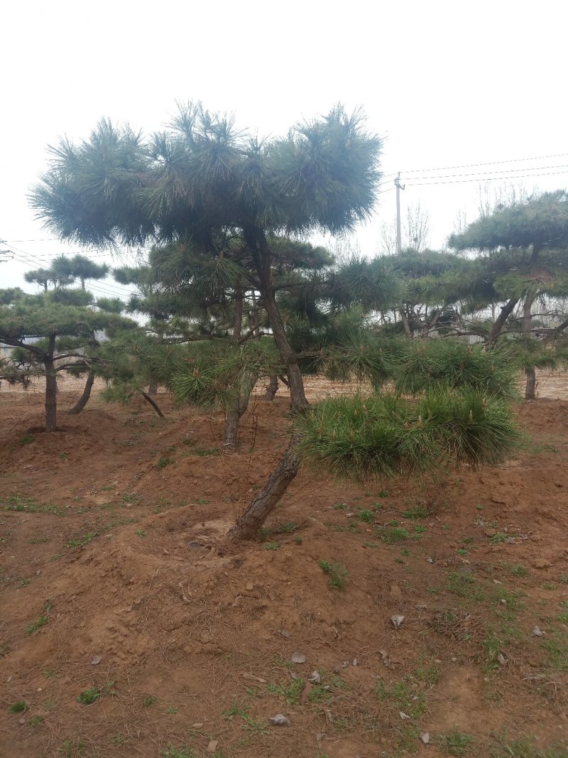 造型黑松