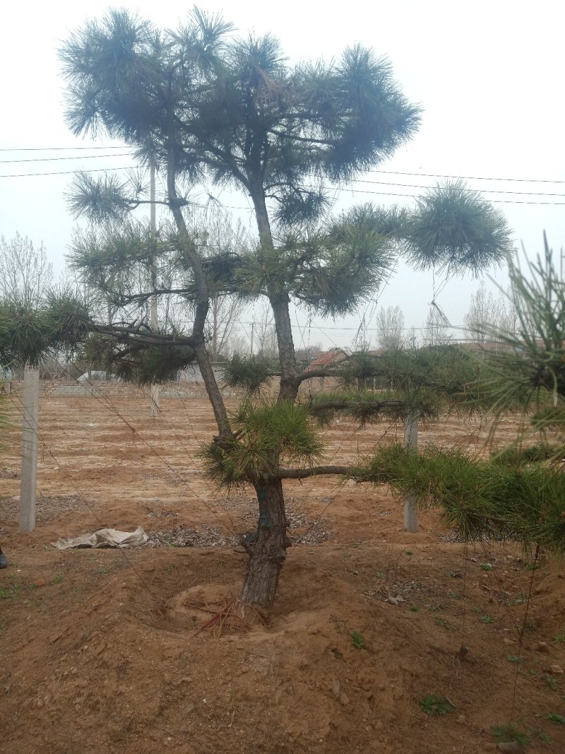 造型黑松