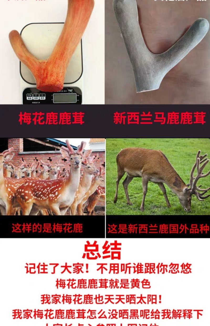 【59.9一包】鲜鹿茸切片血多新切鹿50克血片鲜货包邮